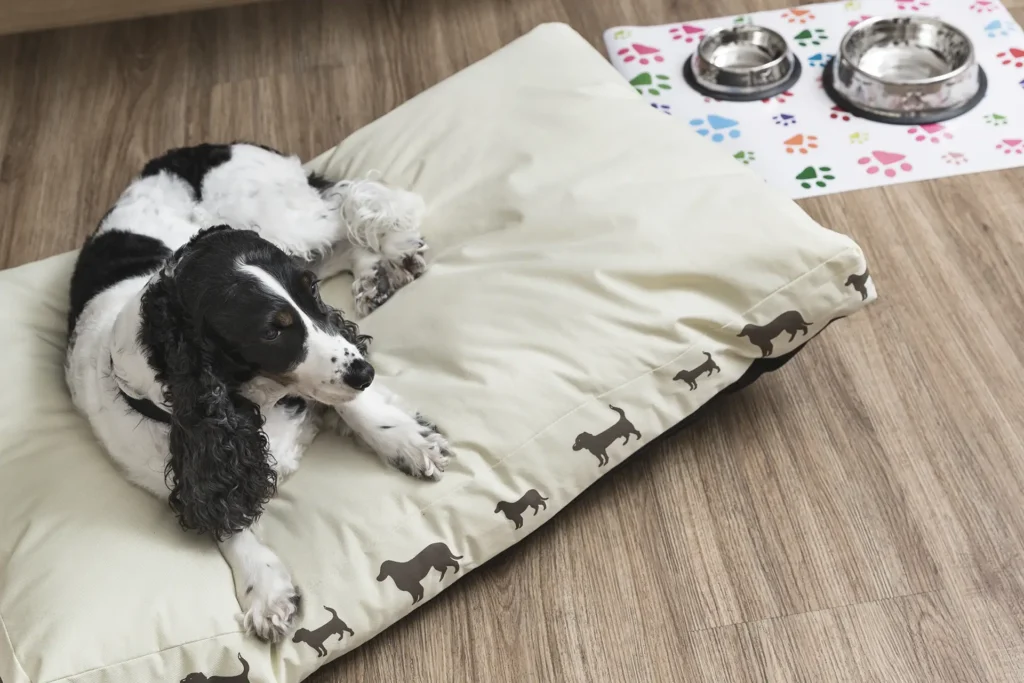 Nell'immagine c'è un cane sdraiato su un grande cuscino e accanto una tovaglietta sulla quale sono posate due ciotole