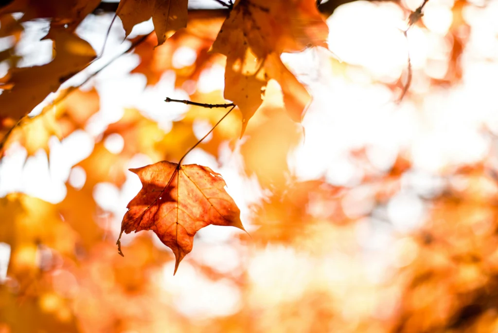 primo piano di una foglia autunnale appesa ad un ramo, in controluce
